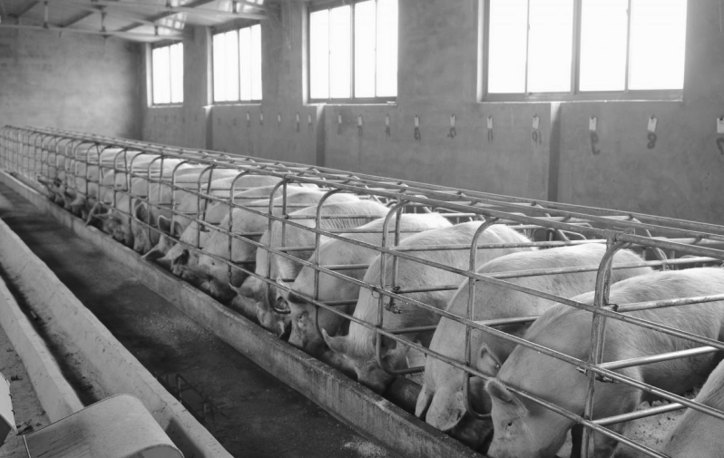 Підлоги та стіни ферм мають особливо важливе значення. Від їх якості залежить здоров’я і продуктивність тварин, чистота молока.